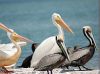 Cormorants, White and Brown Pelicans